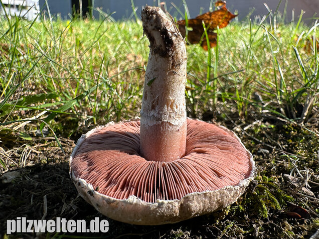 Braunschuppiger Wiesenchampignon, Agaricus moellerianus