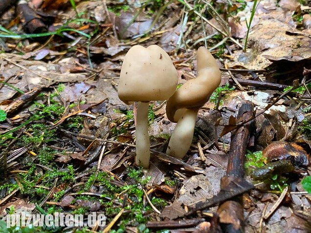 Elastische Lorchel, Helvella elastica