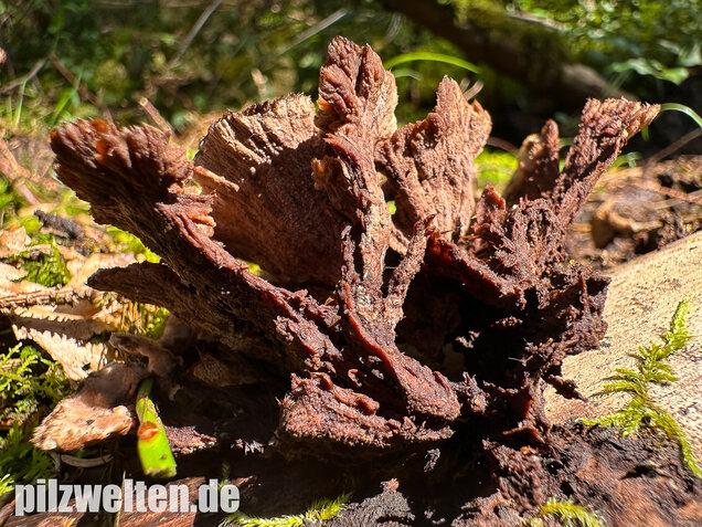 Gemeiner Erdwarzenpilz, Thelephora terrestris