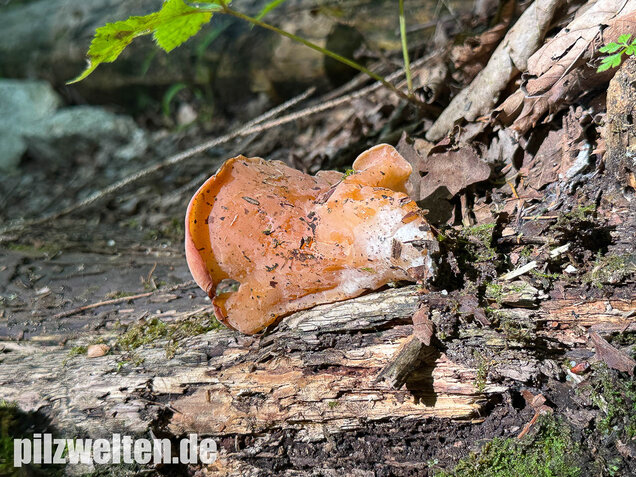 Rötlicher Gallerttrichter, Malchusohr, Guepinia helvelloides