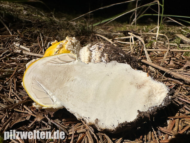 Gelber Fliegenpilz, Amanita muscaria var. formosa