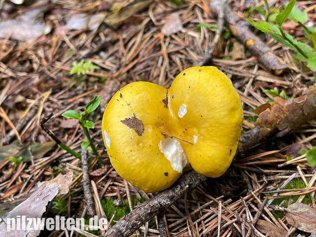 Gelber Graustieltäubling, Russula claroflava