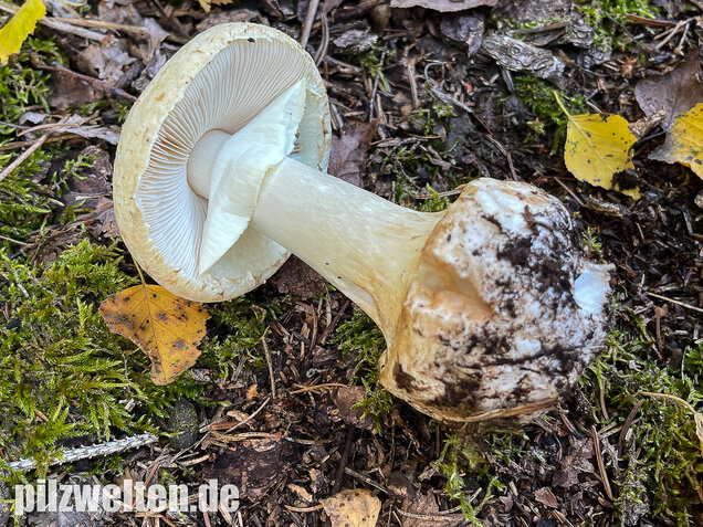 Gelber Knollenblätterpilz, Amanita citrina
