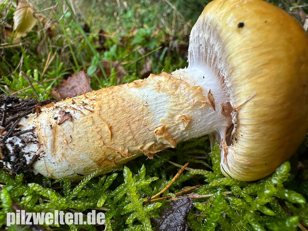 Gelbgestiefelter Schleimkopf, Phlegmacium triumphans
