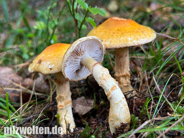 Gelbgestiefelter Schleimkopf, Phlegmacium triumphans