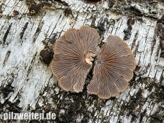 Gemeiner Spaltblättling, Schizophyllum commune