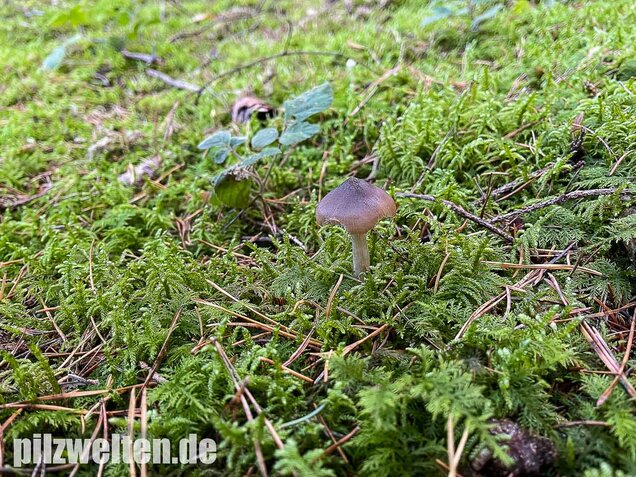 Geradrandiger Rötling, Entocybe turbida