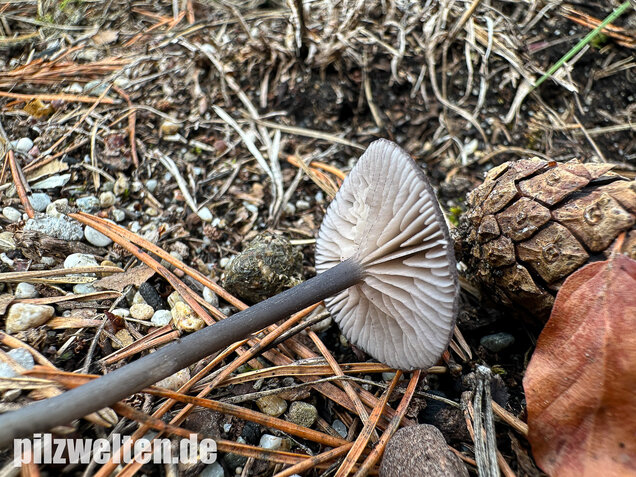 Gesägter Rötling, Entoloma serrulatum