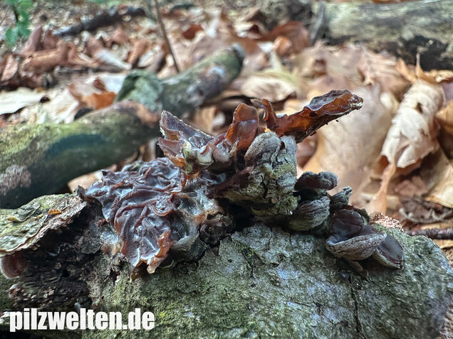 Gezonter Ohrlappenpilz,  Auricularia mesenterica