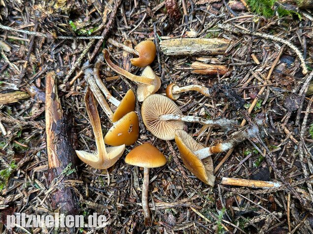 Gifthäubling, Nadelholzgifthäubling, Galerina marginata