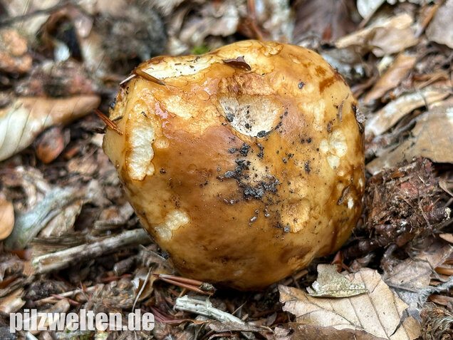Gilbender Stinktäubling, Russula subfoetens