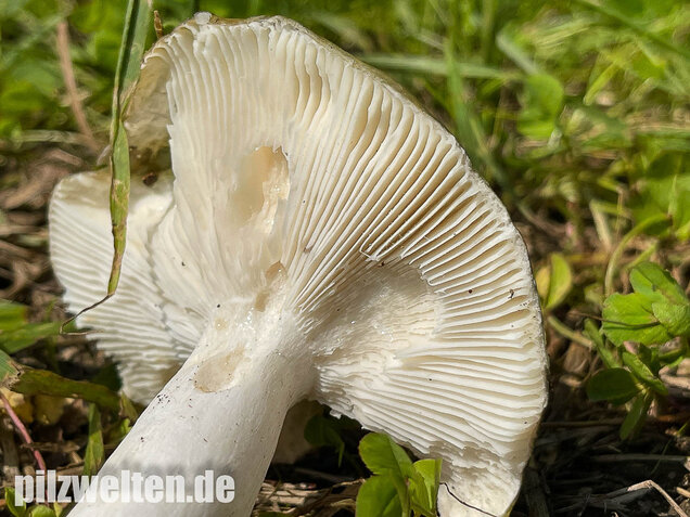 Grüner Frauentäubling, Russula peltereaui