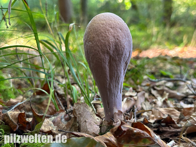 Herkuleskeule, Riesenkeule, Clavariadelphus pistillaris