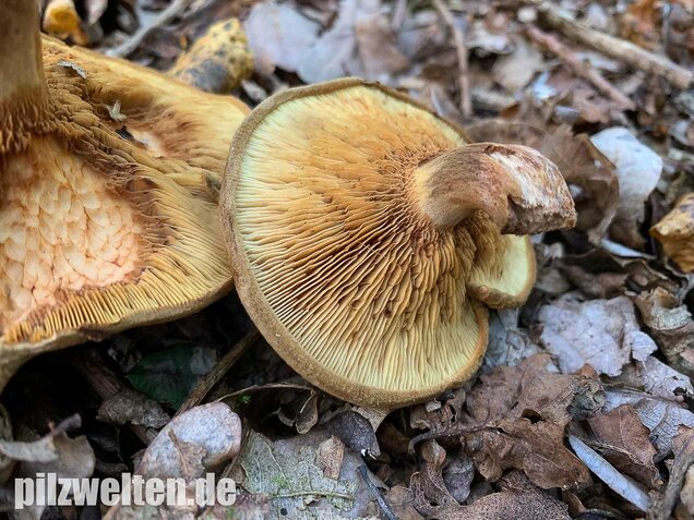 Kahler Krempling, Paxillus involutus