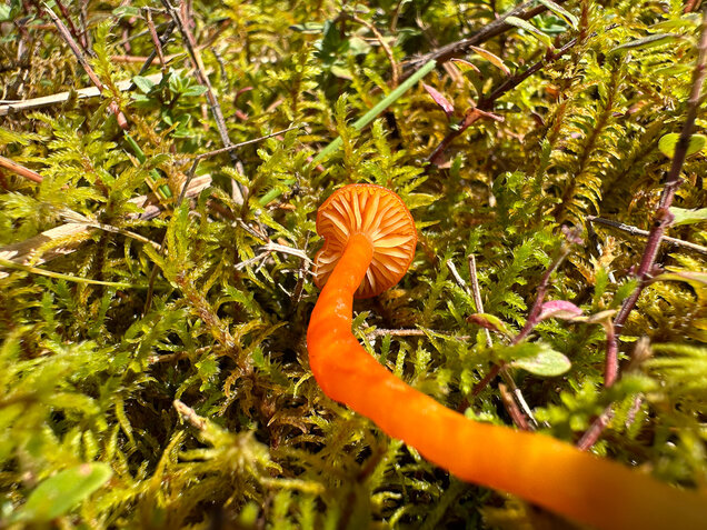 Kalkliebender Filzsaftling, Kalkholder Saftling, Hygrocybe calciphila