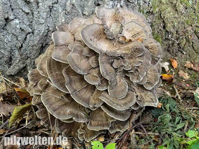 Klapperschwamm, Maitake, Grifola frondosa