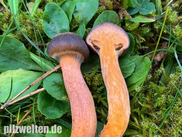 Kupferroter Gelbfuß, Chroogomphus rutilus
