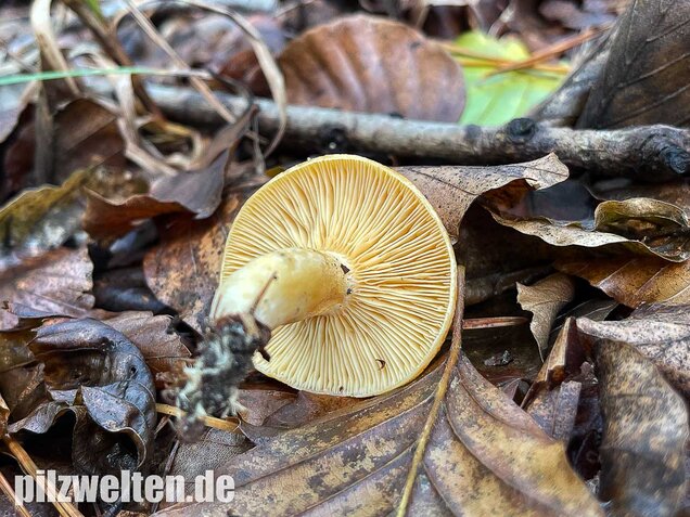 Lärchenmilchling, Lactarius porninsis
