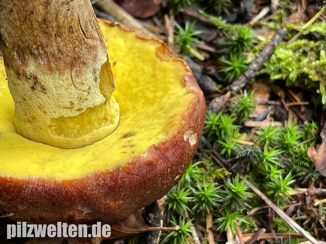 Anhängselröhrling, Butyriboletus appendiculatus