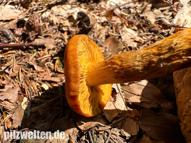 Zitronengelber Raukopf, Aureonarius limonius
