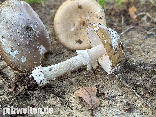 Pantherpilz, Pantherwulstling, Amanita pantherina