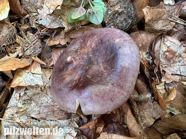 Papageitäubling, Kleiner Frauentäubling, Russula ionochlora