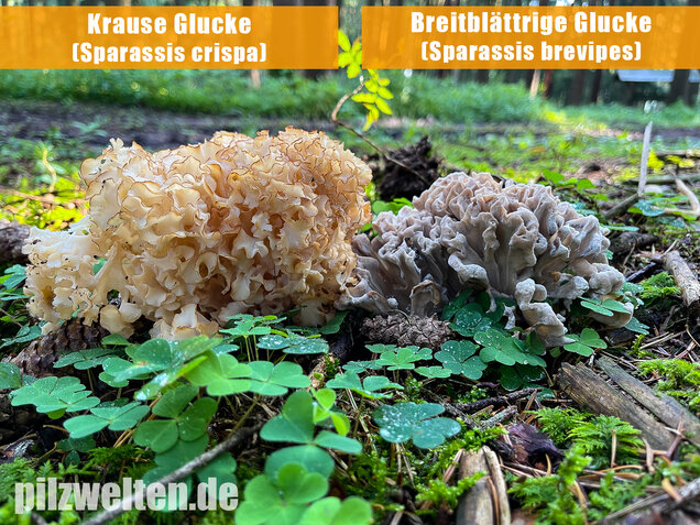 Breitblättrige Glucke, Sparassis brevipes