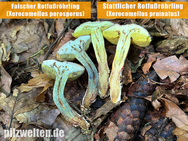 Falscher Rotfußröhrling, Düsterer Rotfußröhrling, Xerocomellus porosporus