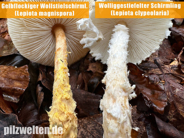 Gelbflockiger Wollstielschirmling, Lepiota magnispora