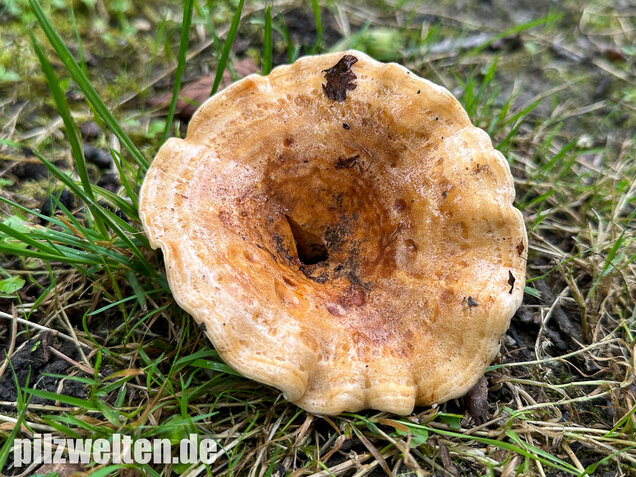 Queraderiger Milchling, Lactarius acerrimus