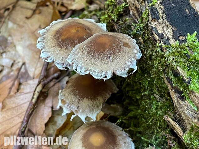 Reichbeschleierter Faserling, Psathyrella spintrigeroides