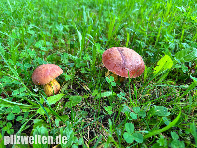 Rothütiger Hexenröhrling, Suillellus rubriceps