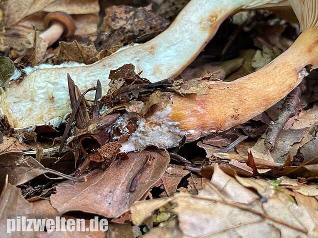 Süßlicher Buchenmilchling, Lactarius subdulcis
