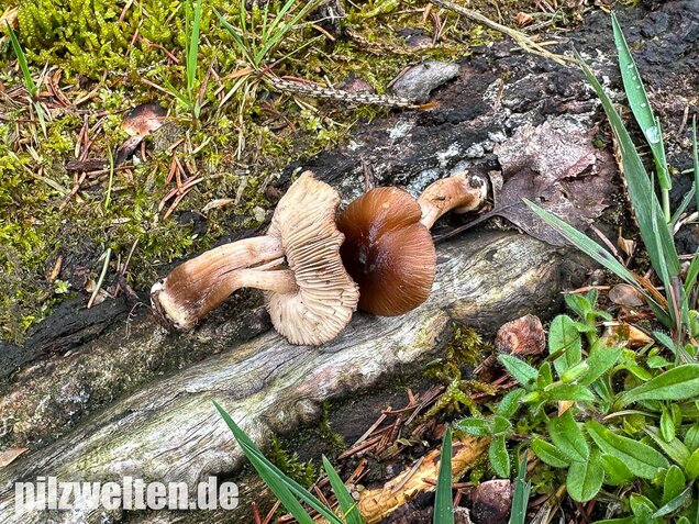Rübenfüßiger Risspilz, Inocybe napipes