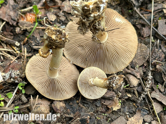 Voreilender Ackerling, Agrocybe praecox