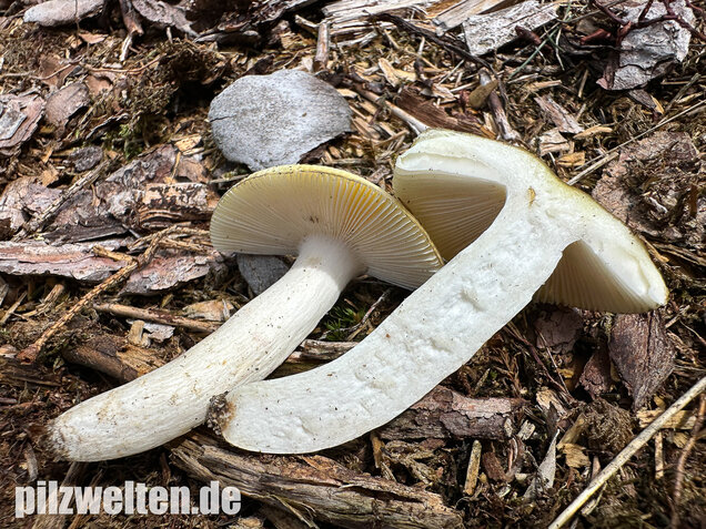 Weißstieliger Ockertäubling, Russula citrina / Russula violeipes var. citrina