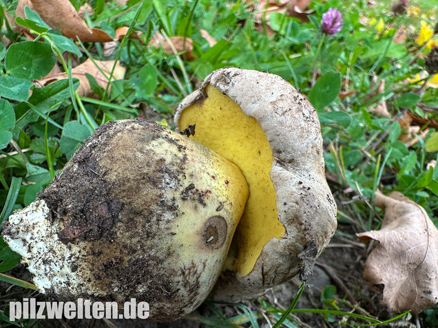 Wurzelnder Bitterröhrling, Caloboletus radicans