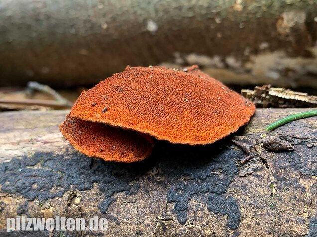 Zinnoberrote Tramete, Pycnoporus cinnabarinus