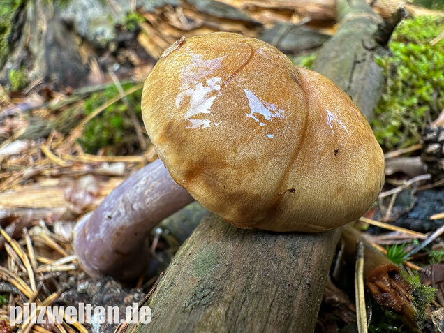 Zyanblättriger Klumpfuß, Cyanblättriger Klumpfuss, Thaxterogaster fulvo-ochrascens