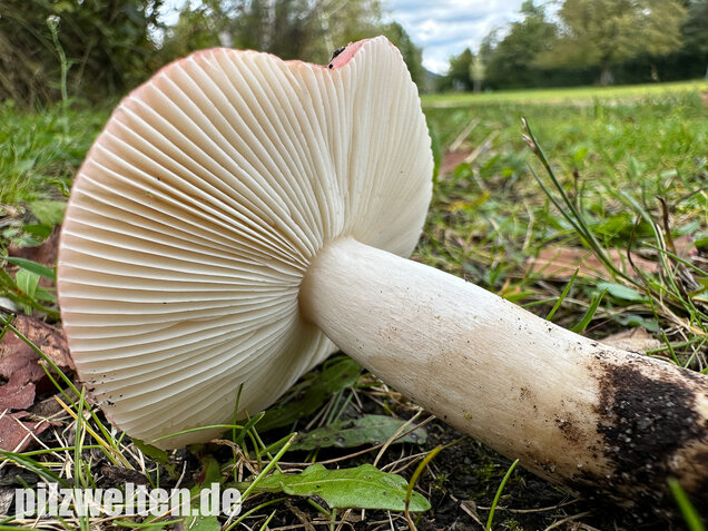 Ausblassender Birkentäubling, Verblassender Täubling, Russula exalbicans