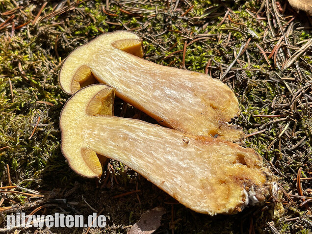 Brauner Filzröhrling, Braune Ziegenlippe, Xerocomus ferrugineus