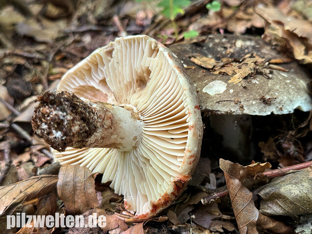 Dickblättriger Schwärztäubling, Russula nigricans