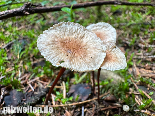 Knoblauchschwindling, Mycetinis scorodonius