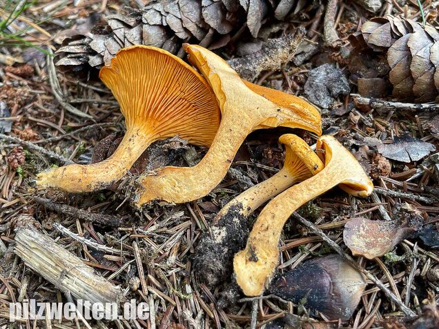 Falscher Pfifferling, Afterleistling, Hygrophoropsis aurantiaca