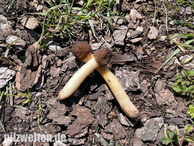 Fingerhutverpel, Verpa conica