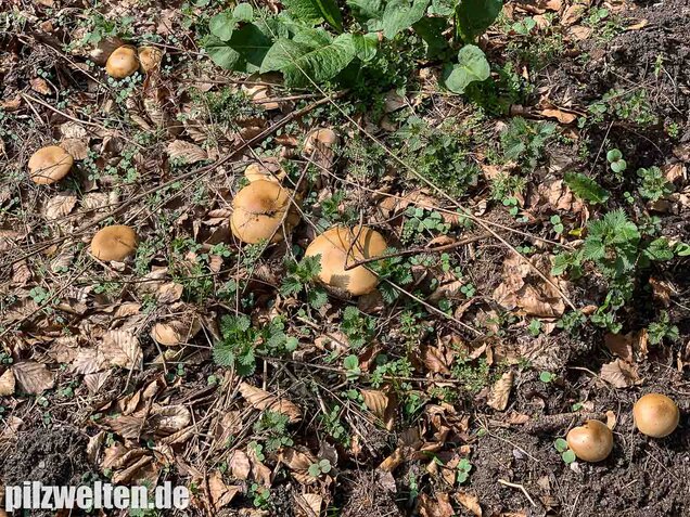 Frühjahrsweichritterling, Melanoleuca cognata