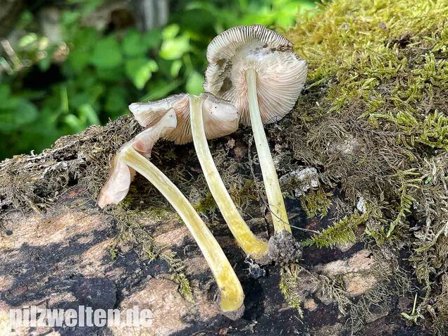 Gelbstieliger Dachpilz, Pluteus romellii
