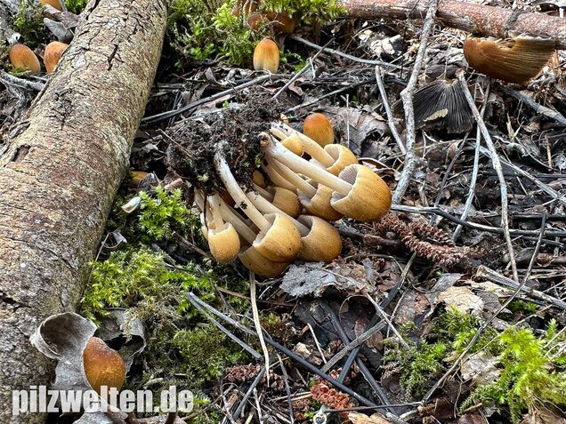 Glimmertintling, Coprinellus micaceus