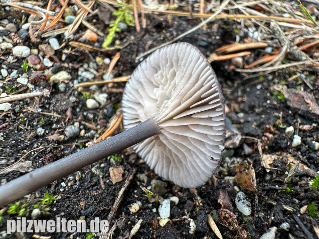 Gesägter Rötling, Entoloma serrulatum