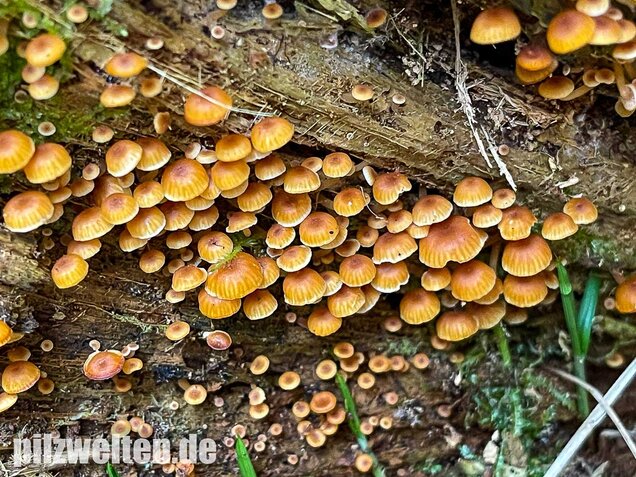 Geselliger Glöckchennabeling, Xeromphalina campanella